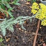 Achillea ageratum Hábitos