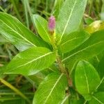 Catharanthus roseus Blad