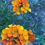 Erysimum capitatum Blomst