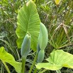 Alocasia odora Yaprak