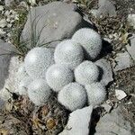 Mammillaria klissingiana