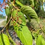 Prunus maackii Yaprak