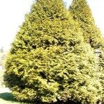 Thuja occidentalisFeuille