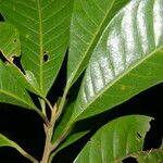 Pouteria reticulata Hoja