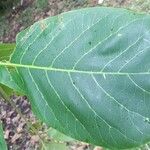 Terminalia catappa 叶