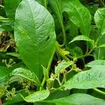 Solanum umbellatum Leaf