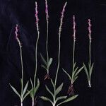 Spiranthes sinensis आदत