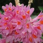 Dendrobium pseudoglomeratum Çiçek