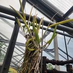 Brassavola nodosa Leaf