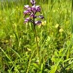 Orchis militarisFlor