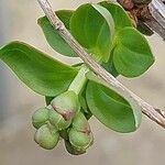 Coriaria myrtifolia Hoja