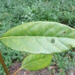 Quercus acuta ഇല