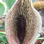 Synandrospadix vermitoxicus Λουλούδι