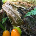 Prosartes smithii Fruto