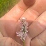 Persicaria punctata Кветка