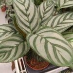Ctenanthe setosa Liść
