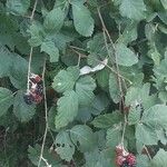 Rubus ulmifoliusफल