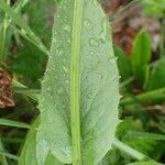 Crepis pontana পাতা