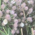 Trifolium arvense Libunga