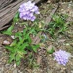 Verbena rigidaBlüte