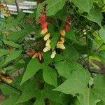 Ipomoea lobata Λουλούδι