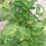 Feretia apodanthera Hoja