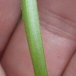 Glechoma hederacea Rhisgl