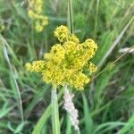 Galium × pomeranicum Kvet