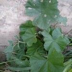 Malva setigera Blad