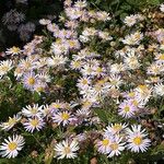Aster ageratoides Blomst