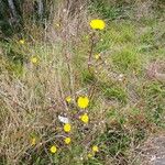 Crepis setosaFlor