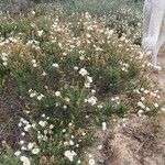 Cistus umbellatus Plante entière