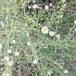 Symphyotrichum ericoidesFlower