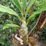 Catasetum maculatum Leaf