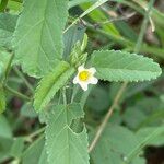 Sida alba Flower