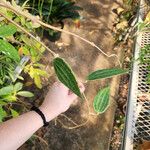 Hoya macrophylla Leaf