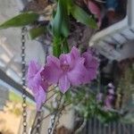 Dendrobium victoriae-reginae പുഷ്പം