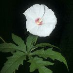 Distimake dissectus Flor