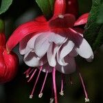 Fuchsia hybrida Flor
