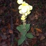 Verbascum densiflorumFlower