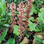 Orobanche hederae Habit