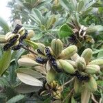 Pittosporum gatopense Frukto