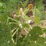 Cnidoscolus angustidens Hoja