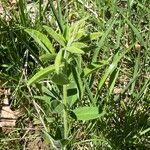 Lespedeza hirta Leaf