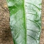 Solanum bahamense Hoja