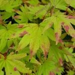 Acer shirasawanum Levél