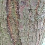 Tilia mongolica Bark