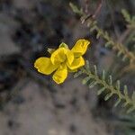 Chamaecrista ramosa Floare