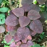 Euphorbia cotinifolia Leaf