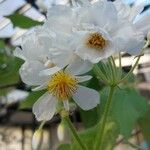 Sparrmannia africana 花